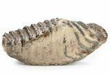 Southern Mammoth Lower M Molar - Hungary #357049-4